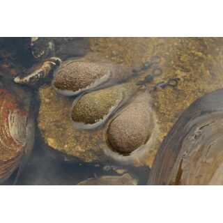 Korda Textured Square Pear Swivel Lead 3.5oz/98gr
