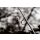 Sonik Gravity Carp Rod