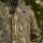 Sonik Heavy Weight Padded Jacket Camo - M