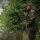 Sonik Lightweight Jacket Camo - 2XL
