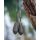 Fox - Edges Naturals Tubing Leadclip Kit