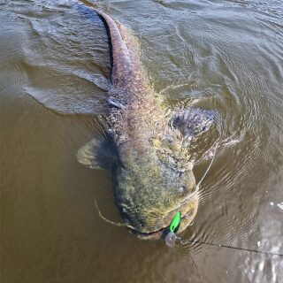 Zeck Fishing Cat Crank 7.5cm