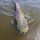 Zeck Fishing Cat Crank 7.5cm