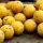 CCMoore Live System Continental Boilies 21 mm 5 kg