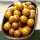 CCMoore Live System Continental Boilies 21 mm 5 kg