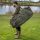 Avid Carp InflataHouse
