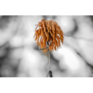 Black Cat Echtwurmteaser RealWorm Evo