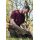 Korda TK Digi Kamo Tee Burgundy L