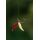 Korum Floating Grubs - Imitation Maggots - Red