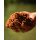 Carpline24 - Bundle Futtermischungen "fischig"