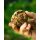 Carpline24 - Bundle Insektenmischung