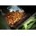 Carpline24 - Bundle Insektenmischung