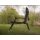 Delphin GrandX Chair