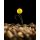 Korda Pop Up Boilie IB Yellow 14mm