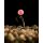 Korda Pop Up Boilie Fruity Squid Pink 14mm