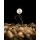 Korda Pop Up Boilie Banoffee White 12mm