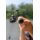 Avid Carp Ascent Spod Rod