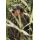 Korda Mindset Minimal Tee Dark Olive M