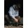 Korda Mindset Patch Hoodie Heather Grey
